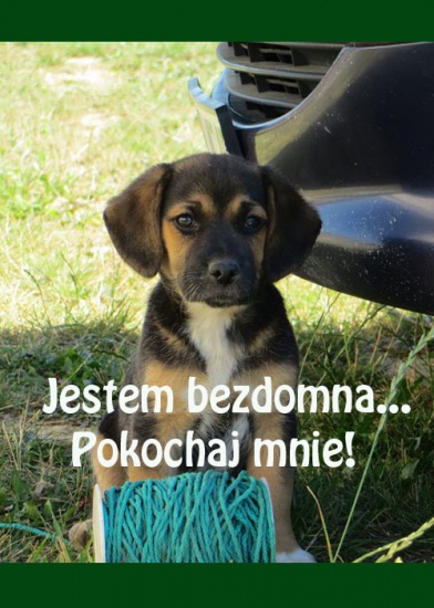 Dwumiesięczna dziewczynka pilnie szuka domu! 